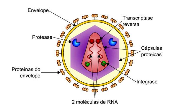 Estrutura do vírus HIV