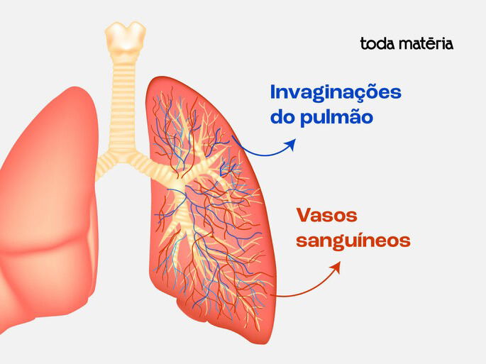 Esquema da estrutura interna do pulmão
