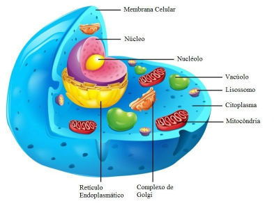 Partes da CÃ©lula Eucarionte