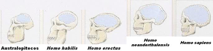 Modificações do volume craniano ao longo do processo evolutivo