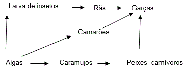 exemplo de teia alimentar