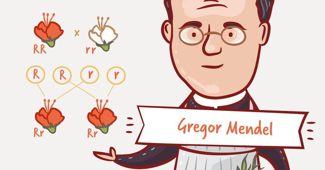 10 exercícios sobre a Segunda Lei de Mendel com gabarito