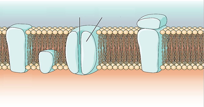Exercícios sobre membrana plasmática