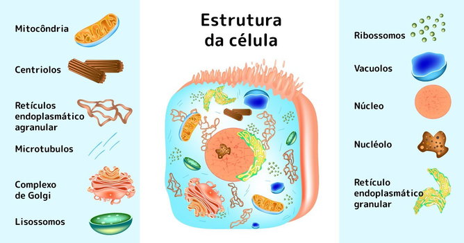 15 exercícios sobre organelas celulares para fixar o assunto