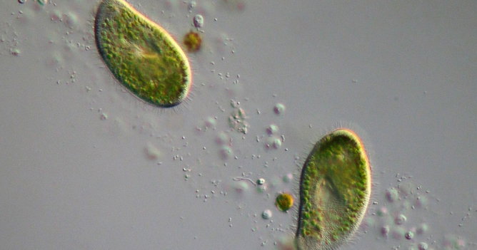 Exercícios sobre protozoários