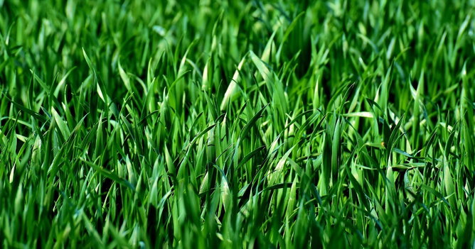Exercícios sobre Reino Plantae (com gabarito comentado)