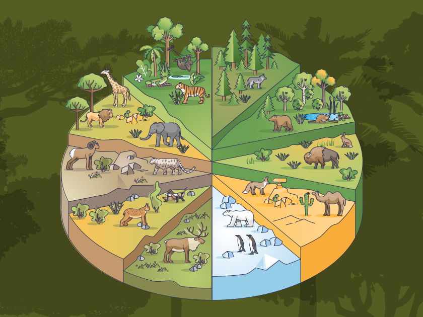 Atividades Tipos de Vegetação Geografia