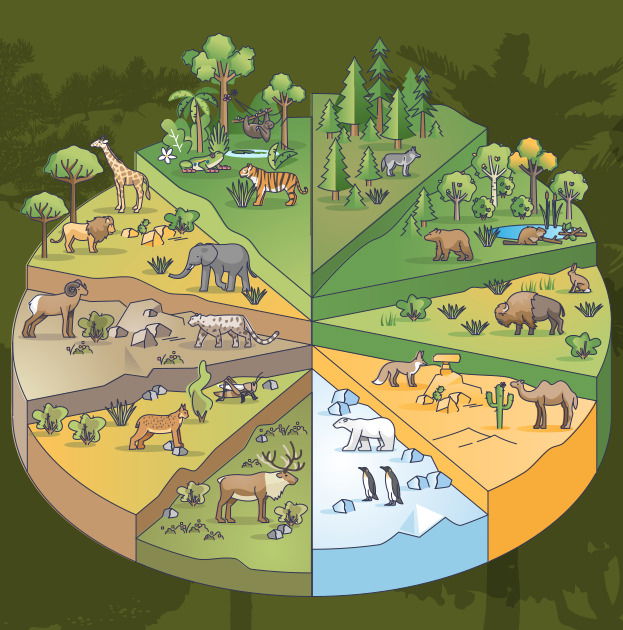 Tipos de vegetação do Brasil - Estudo Prático