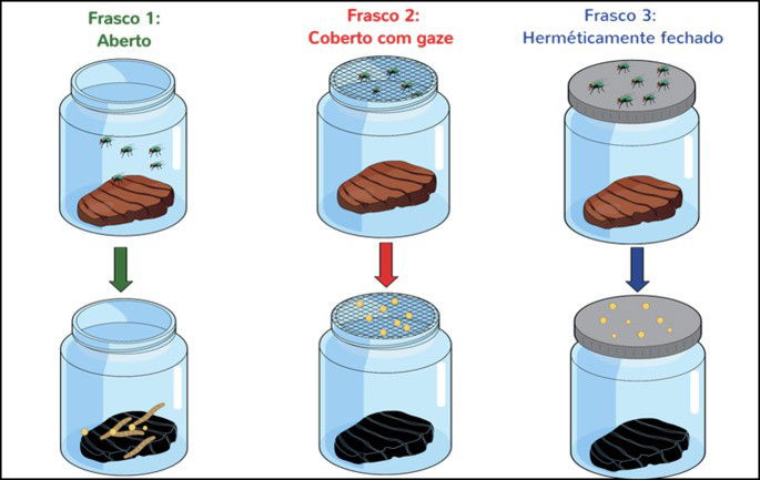 Experimento contendo frascos com carne abertos e fechados.