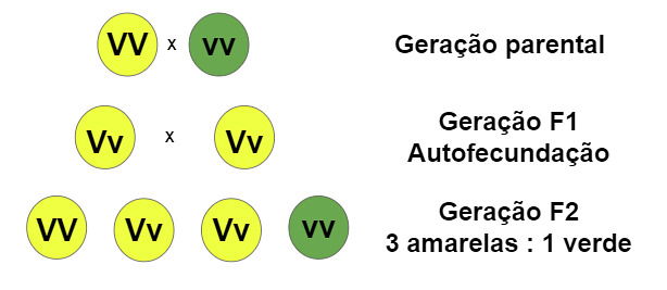 Lista Com 10 Exercícios Sobre A 1ª Lei De Mendel - Toda Matéria