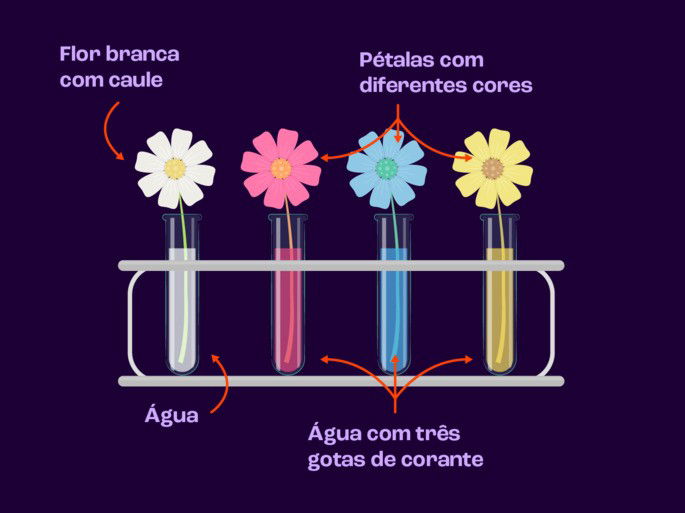 Experimento do xilema