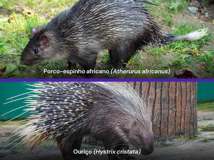 Família Hystricidae