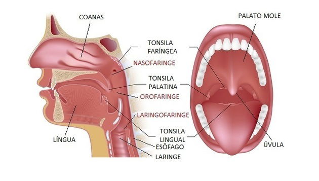 faringe sistema digestório