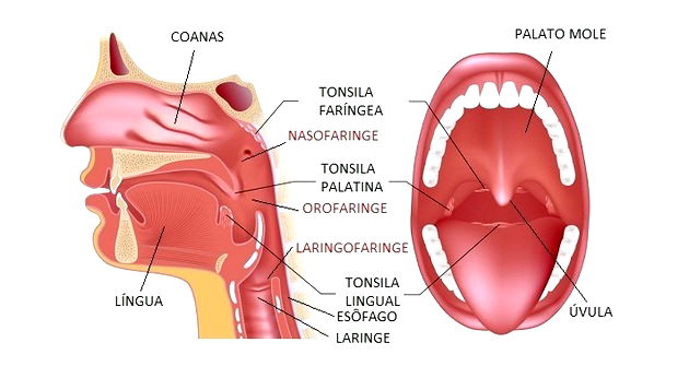 Abdomen  Anatomia do corpo humano, Sistema digestivo, Anatomia e