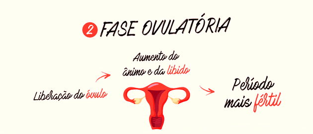 As fases do ciclo menstrual