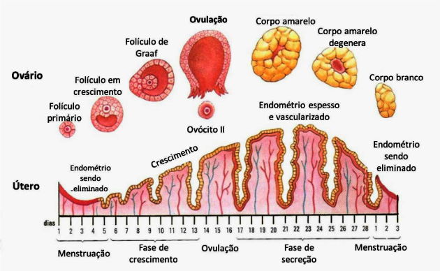 Ovários o que são funções e anatomia Toda Matéria