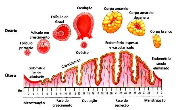 Ciclo menstrual e suas fases - Toda Matéria