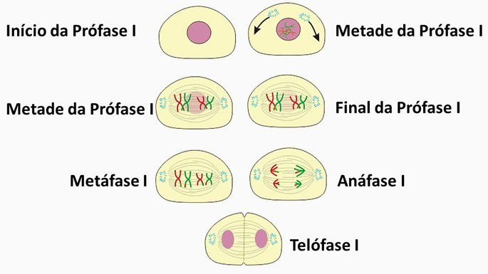 fases da meiose 1