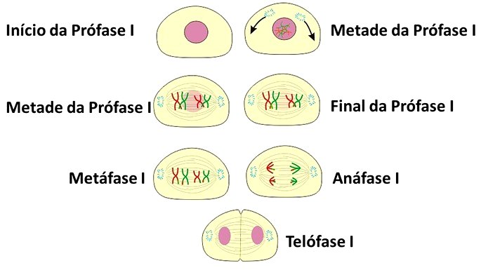 Mitose e meiose: o que são, diferenças e importância
