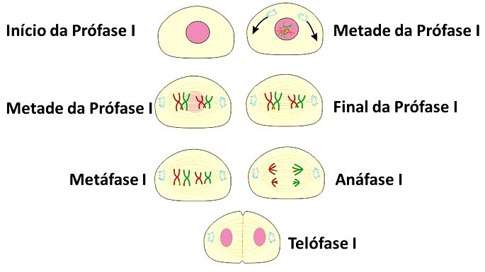 Meiose: definição, etapas, meiose X mitose, resumo - Biologia Net