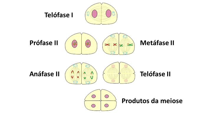 Resumo de Divisão Celular: Mitose e Meiose - Sanar Medicina