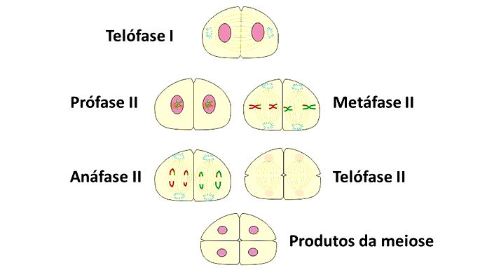 Meiose: definição, etapas, meiose X mitose, resumo - Biologia Net