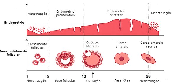 No Caminho da Enfermagem - Didaticamente, o ciclo menstrual pode ser  dividido em 4 fases: 1 - O estrógeno aumenta a espessura e o tamanho das  glândulas do endométrio, havendo proliferação celular
