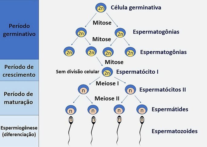 Gametogênese: O Que é E Tipos (feminina E Masculina) - Toda Matéria