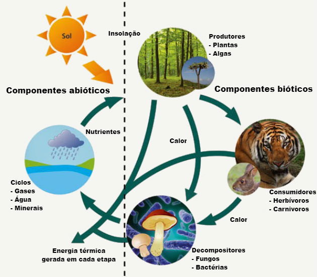 Quiz Estrutura Ecossistema