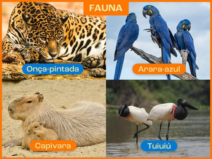 Fauna no pantanal.