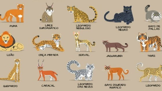 Nomes de gatos de filmes - lista completa