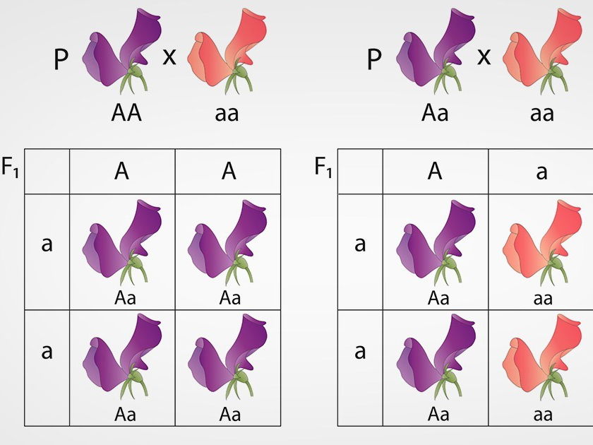 O Fenótipo é A Constituição Genética Como Exemplo Bb Bb Ou Bb
