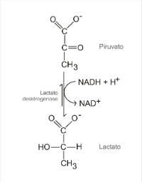 Fermentação láctica