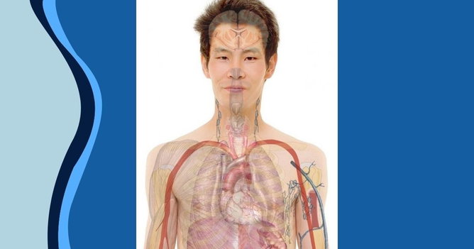 Fisiologia humana: o que é e estuda?