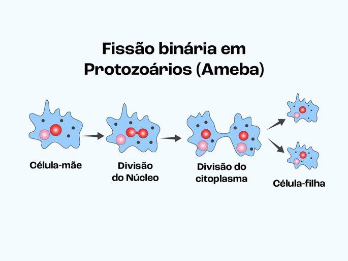 Fissão binária em protozoários - Ameba