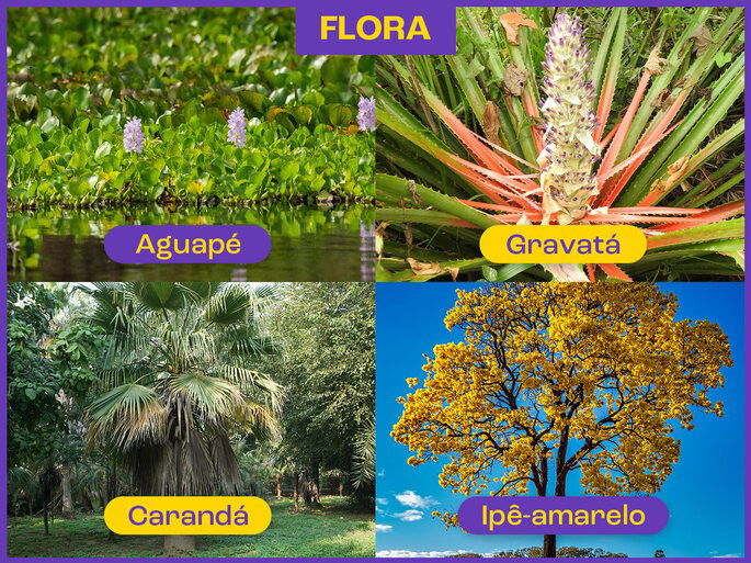 Flora no pantanal.
