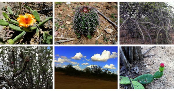 Mandacaru Flor Cacto Nordeste Maranhão Piauí Ceará Rio Grande do