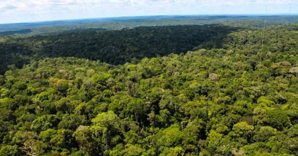 Antes dos portugueses, SP teve floresta tropical, Cerrado e mini