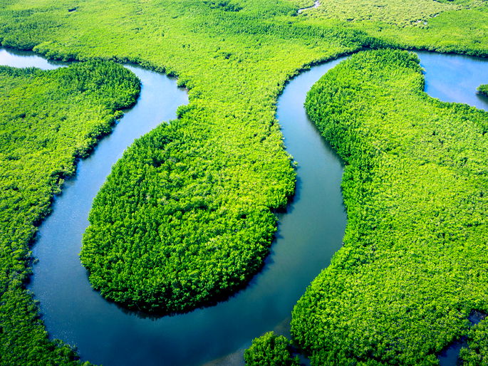 Características da Vegetação brasileira: resumo de geografia Enem