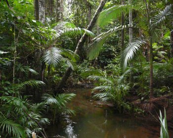 Interior de uma floresta tropical