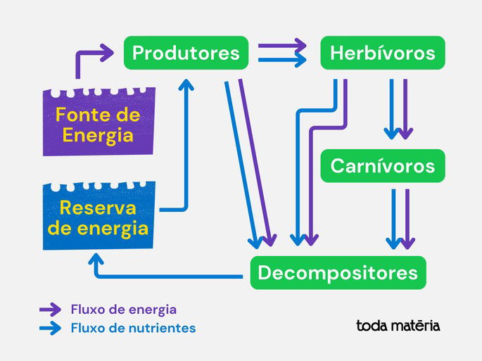 Fluxo de energia e matéria ocorrendo conjuntamente