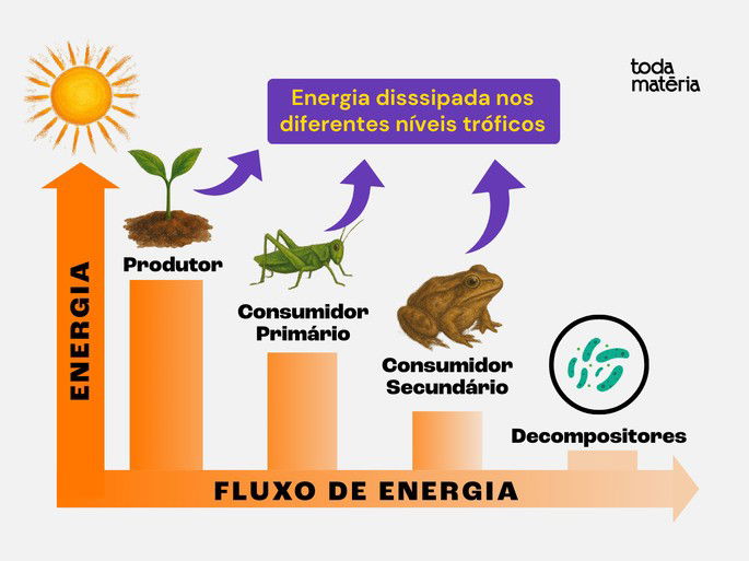 Representação da perda de energia ao longo da cadeia alimentar