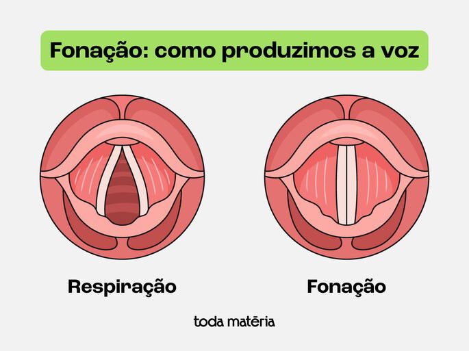 Pregas vocais.