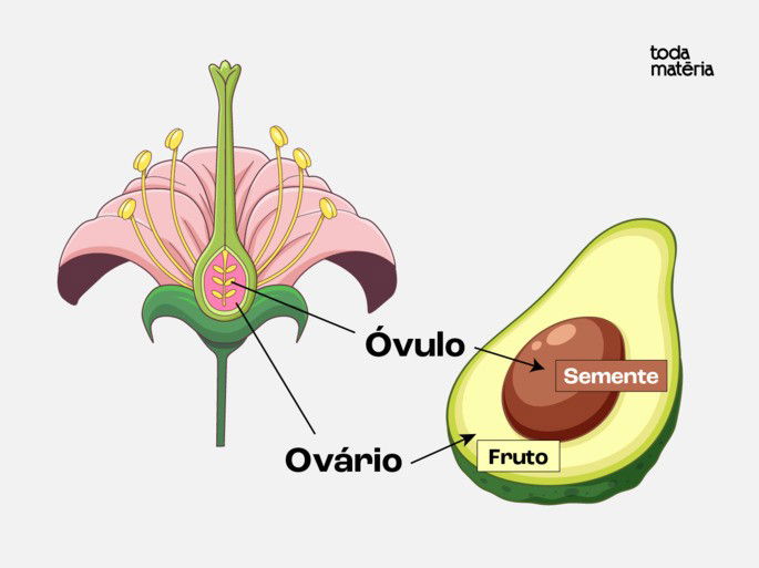 Esquema ilustrativo da formação do fruto verdadeiro.