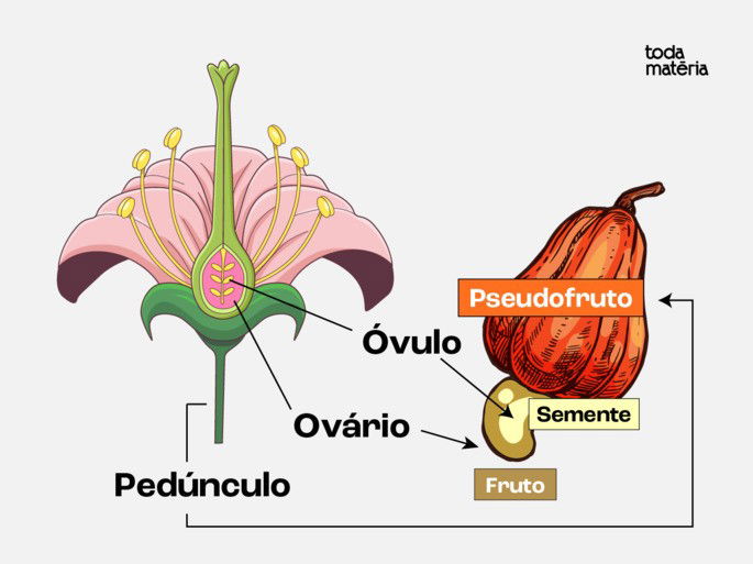Esquema ilustrativo da formação do pseudofruto.
