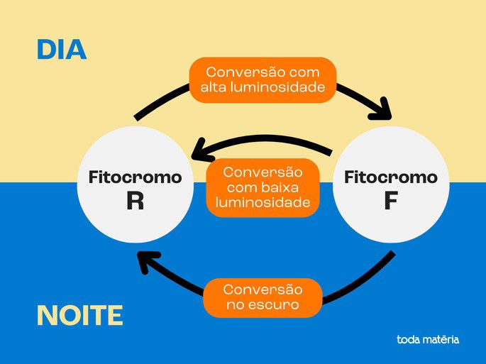 Fotoperíodo e as modificações dos fitocromos.