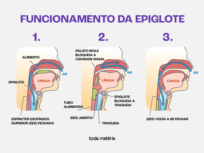 Esquema ilustrativo indicando o funcionamento da epiglote
