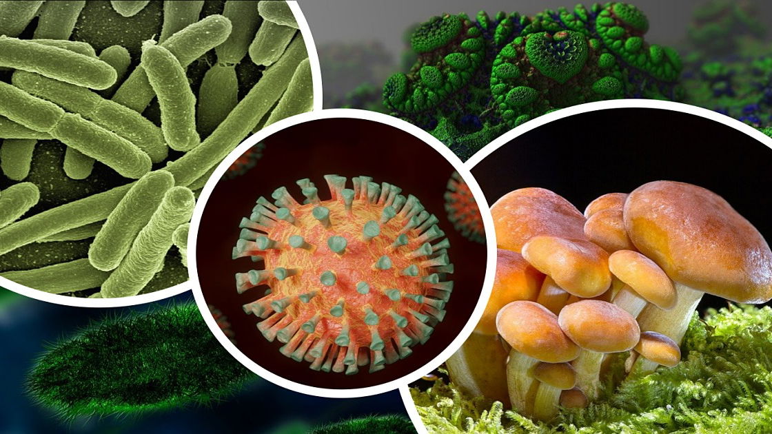 Fungos, bactérias e vírus: o que são, características e exemplos - Toda Matéria