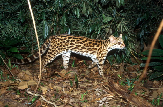 gato maracajá