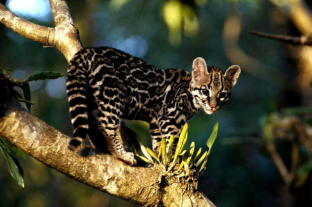 Plantas e animais do cerrado brasileiro | Descubra o universo ...